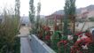 عکس شماره 18556 ترمووود-فنلاندی-پرگولا